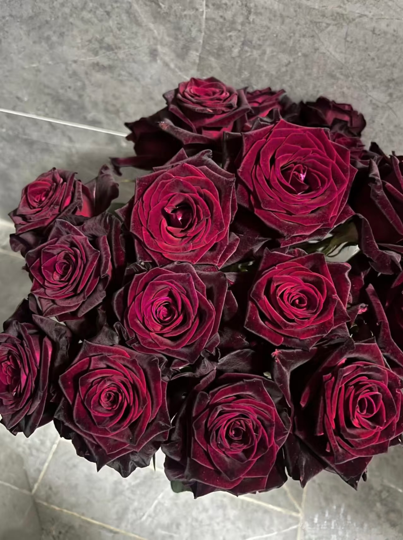 V Day ❤️ Black Baccara Rose